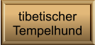 tibetischer  Tempelhund