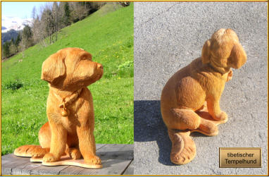 tibetischer  Tempelhund